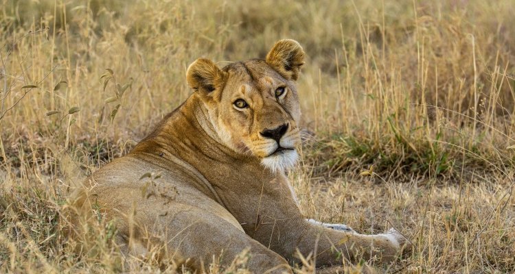 19-days-kenya-tanzania-and-uganda-safari-holiday