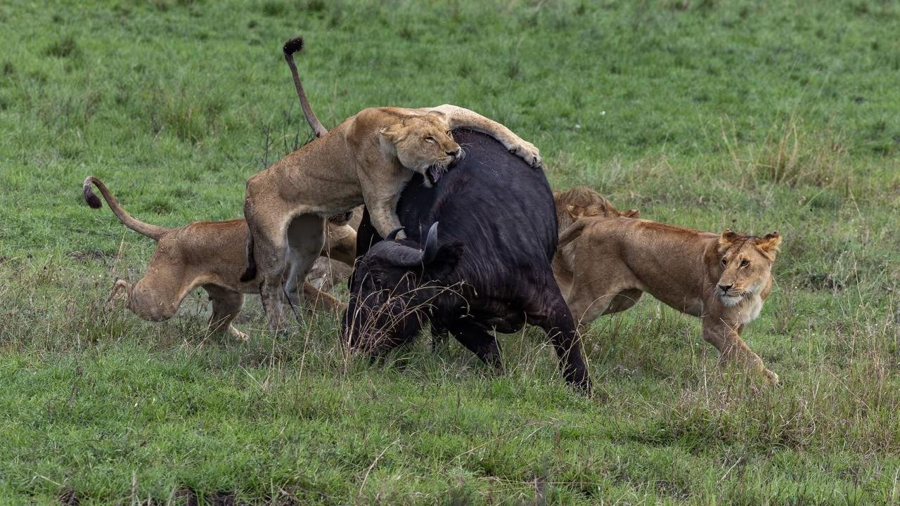 Kenya Safaris
