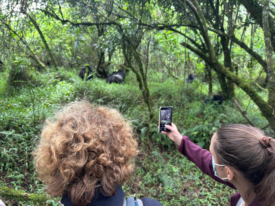 Gorilla Safari